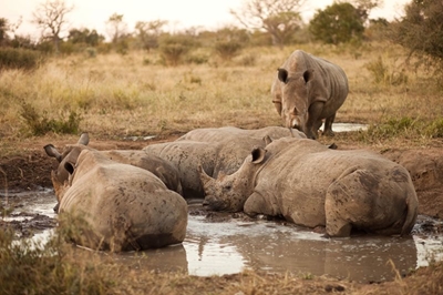 Visiting the Kruger National Park in summer vs winter