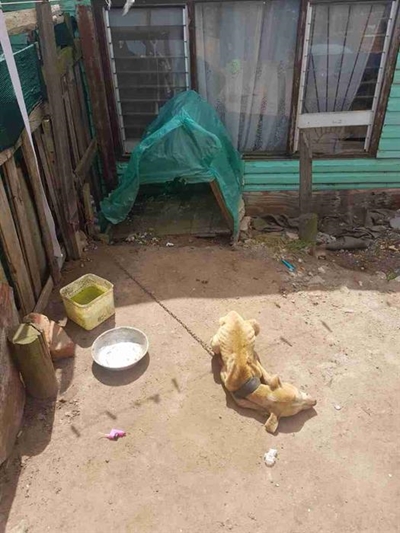 Emaciated pit bull stood no chance