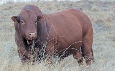 Want a profitable bull? Do research first!