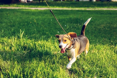Walk a dog or cuddle a rescue cat