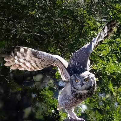 First birding festival to offer unique experience