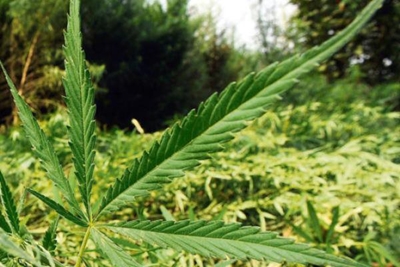 Can you smoke dagga before work?