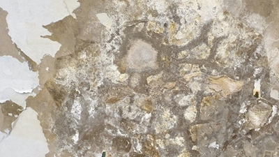 Damp in the home can pose fungal health risk 