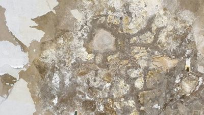 Damp in the home can pose fungal health risk 