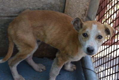 Honde soek eienaars
