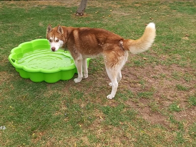 Hond se eienaar gesoek