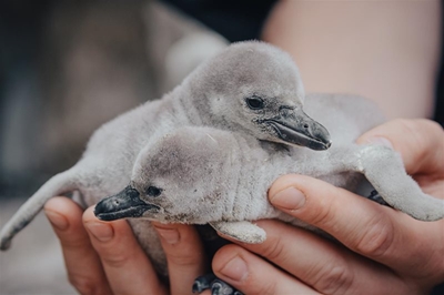 Pitter-patter of penguin feet