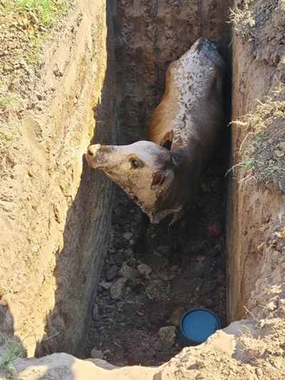 Cow gets lucky on Friday the 13th