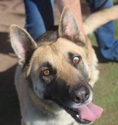 K9 companions at Odin