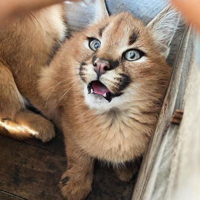 Never make a  wild animal your pet