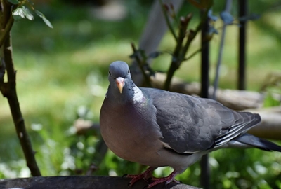 Wedvlugseisoen skop in mooi weer af