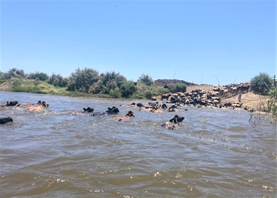 Oorstroomde rivier keer dié kudde nie