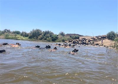 Oorstroomde rivier keer dié kudde nie