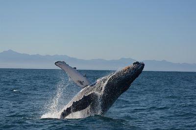Plett named SA's top whale site