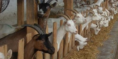 Goat breeding: the challenges faced by smallholders