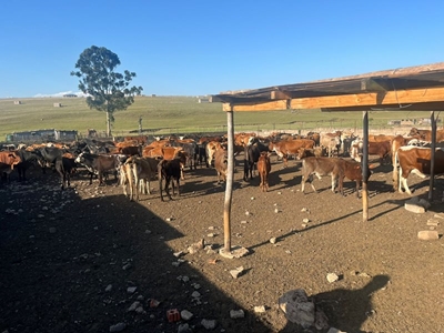 Police recover over 200 suspected stolen livestock in OR Tambo District