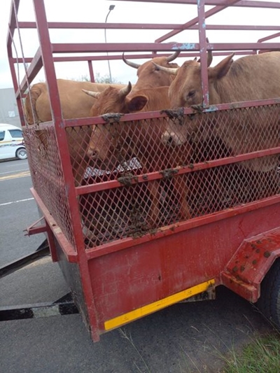 Livestock thieves will face arrest if caught 