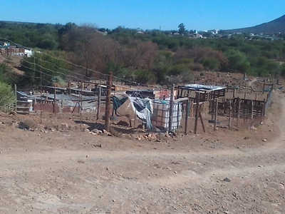 Kleinboere hartseer oor hondeaanvalle