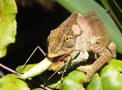Help record Garden Route’s biodiversity