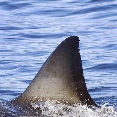 Feeding frenzy on whale carcass raises shark alert