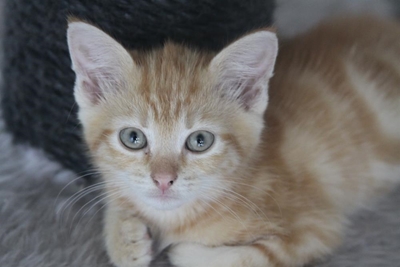 Choose your kitten at the SPCA