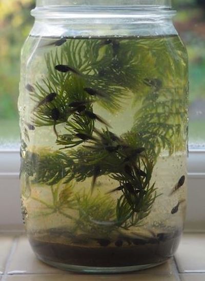 Liefde is paddavissies in 'n fles vol troebel water
