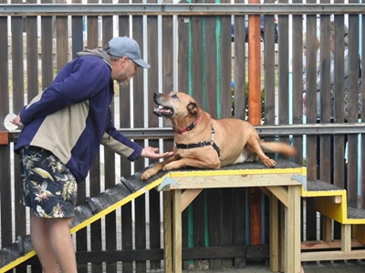 Mossel Bay's dog whisperer