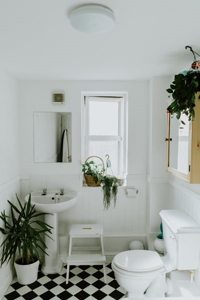 5 low maintenance plants you should grow in your bathroom