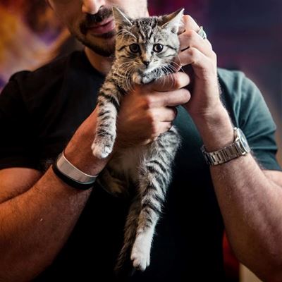 Spike in cats hit by cars