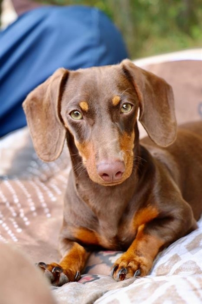 Jou oulike hond kan 'n oorlas vir ander wees