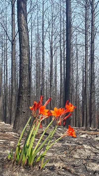 SCLI warns about invasive alien plants and wildfires