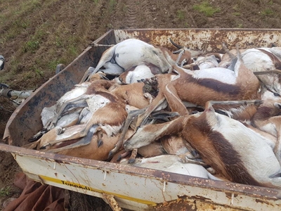 Ondersoek na bokke se dood duur voort