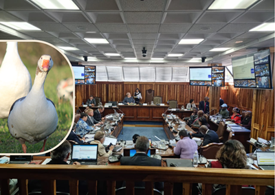Unanimous council decision taken about Great Brak geese