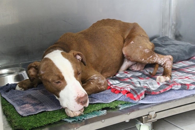 Case of animal cruelty against Tyson's owner