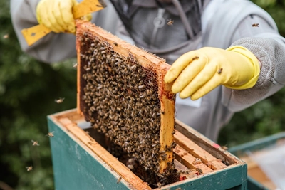 Join field day about beekeeping