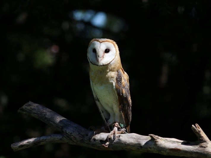 Whooo’s ready to learn? Owl conservation talk in Wilderness