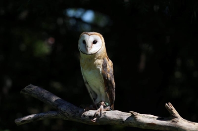 Whooo’s ready to learn? Owl conservation talk in Wilderness
