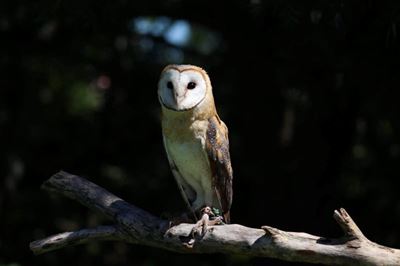 Whooo’s ready to learn? Owl conservation talk in Wilderness