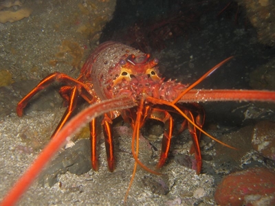 Government accepts recommendations for West Coast Rock Lobster fishery