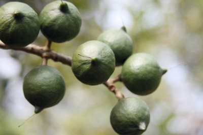 China’s demand for macadamias boosts local production