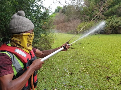 Spraying of Kariba weed starts