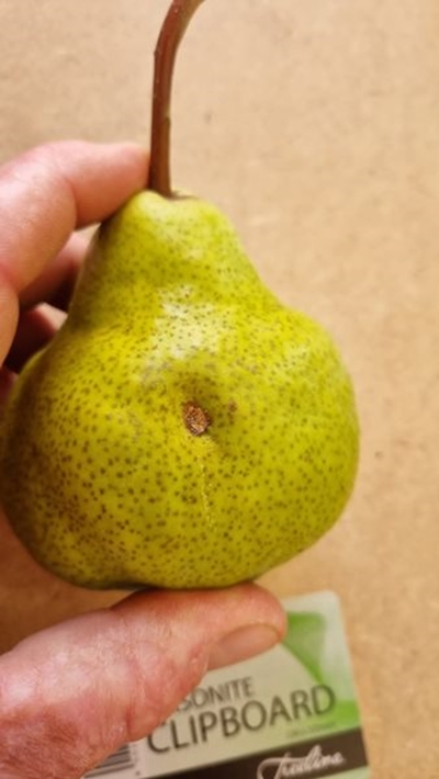 Leading fruit producers partner with major retailer to encourage consumers to embrace imperfection 