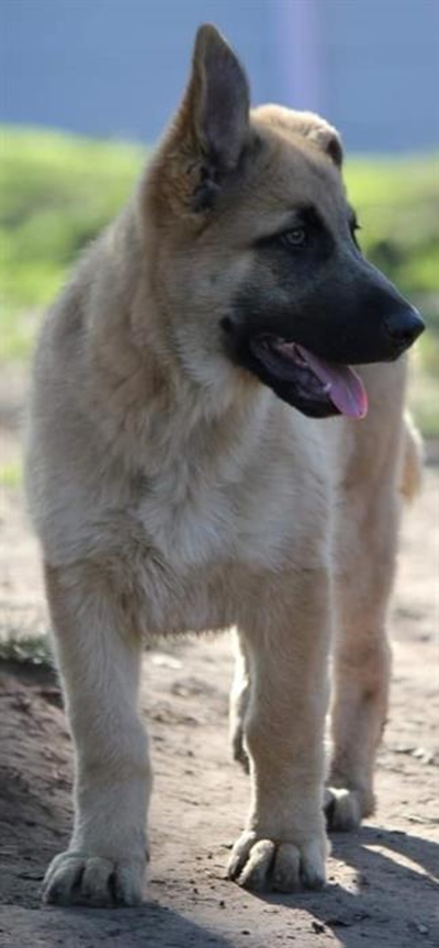 K9 companions at Odin