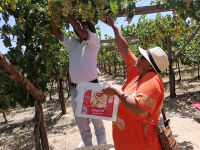 Seniors gaan pluk druiwe in Calitzdorp