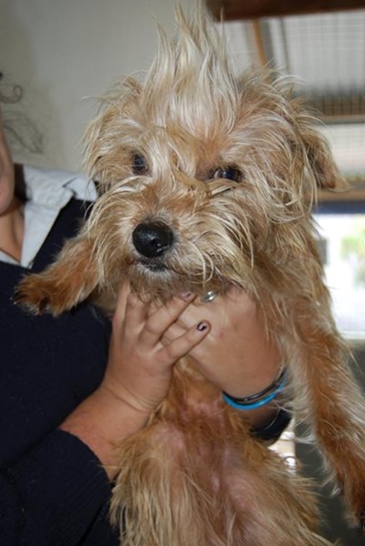 Searching for owner of blind dog