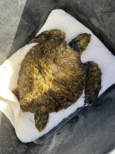 Smart rescues critically endangered turtle