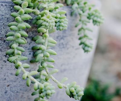 How to fix stretched succulents