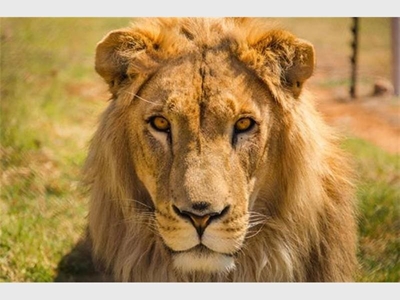 Lions are in danger as breeding for commercial purposes continues to flourish