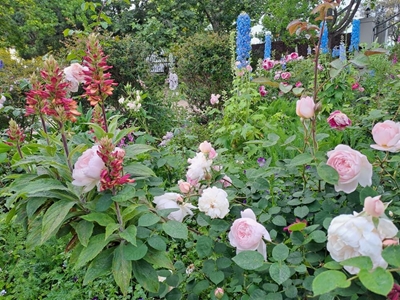Annual George Open Gardens this weekend
