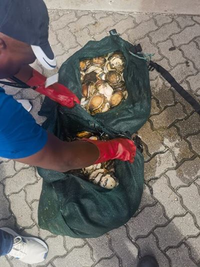 Four suspects nabbed for abalone